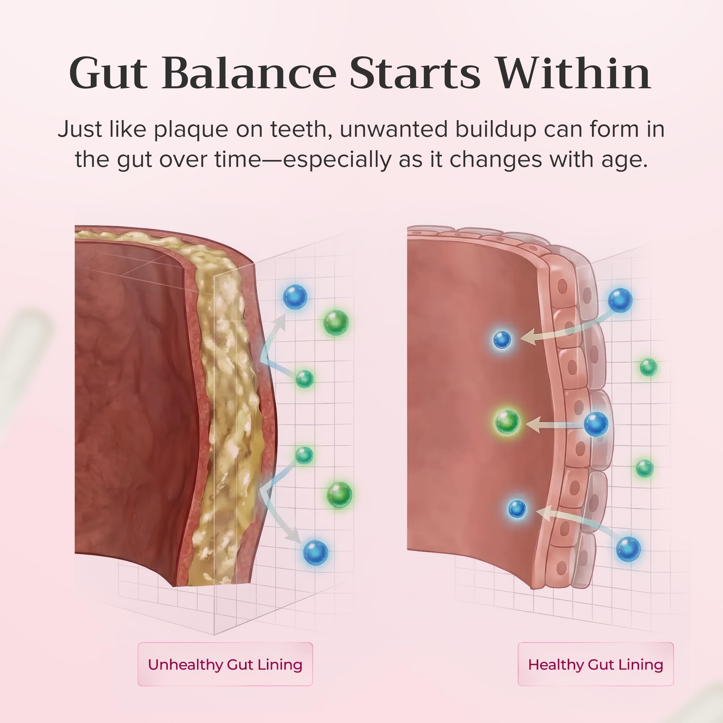 Biofilm Probiotic | Probiotics for Women - Gut Health & Metabolism, 60ct — Amazon image 3