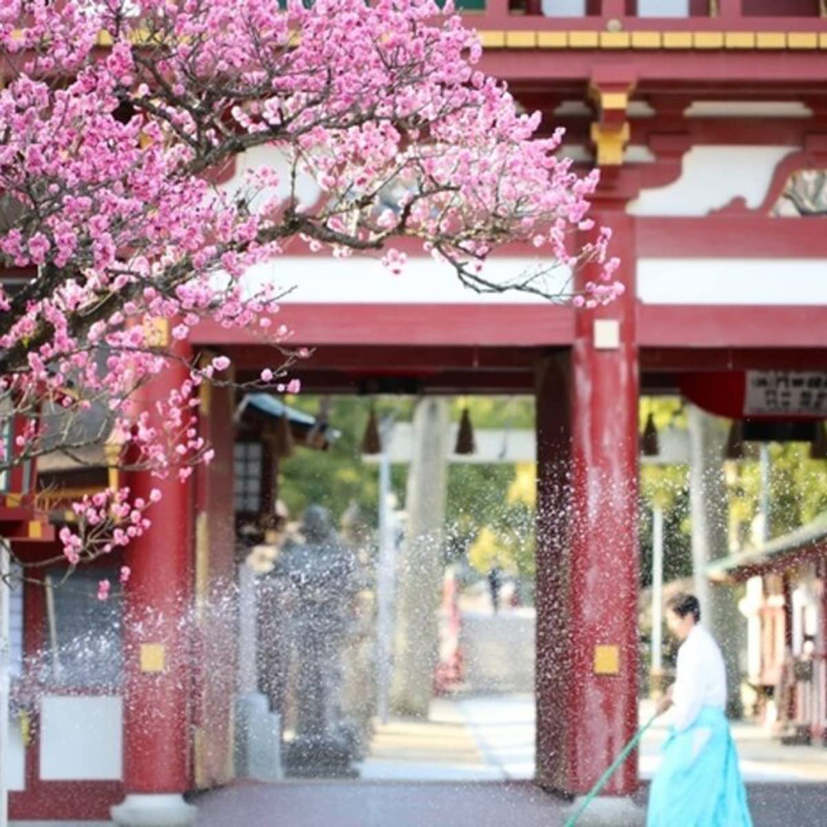 Amazon.co.jp: 嗅ぐ楽しみ 梅の花（ウメノハナ）フラワー付ボトル 花束