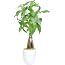 Costa Farms Money Tree Live Plant, Easy To Grow Houseplant Potted Indoor Garden Pot Pachira Bonsai Potting Soil Gift Birthday Housewarming Thank You Offi Costa Farms Money Tree Live Plant, Easy To Grow Houseplant Potted Indoor Garden Pot Pachira Bonsai Potting Soil Gift Birthday Housewarming Thank You Offi