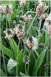 PREMIER SEEDS DIRECT Ribwort Plantain (Plantago lanceolata) - 4 Grams (Approx. 3400 Seeds)