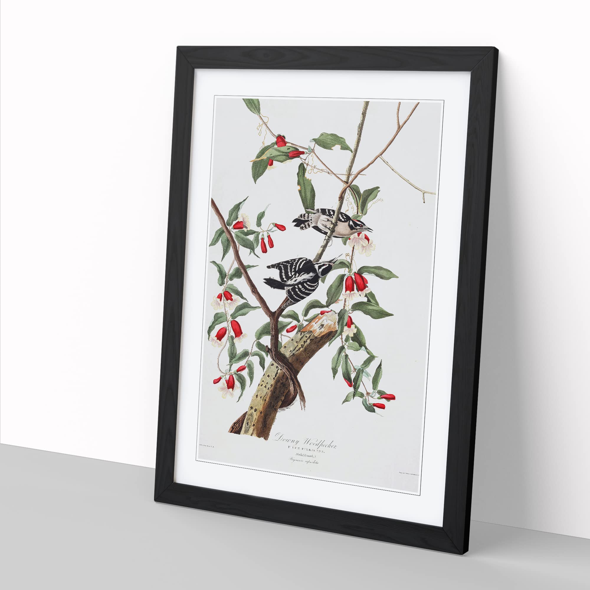 John James Audubon Downy Woodpecker Vintage Framed Wall Art Print - Image 3
