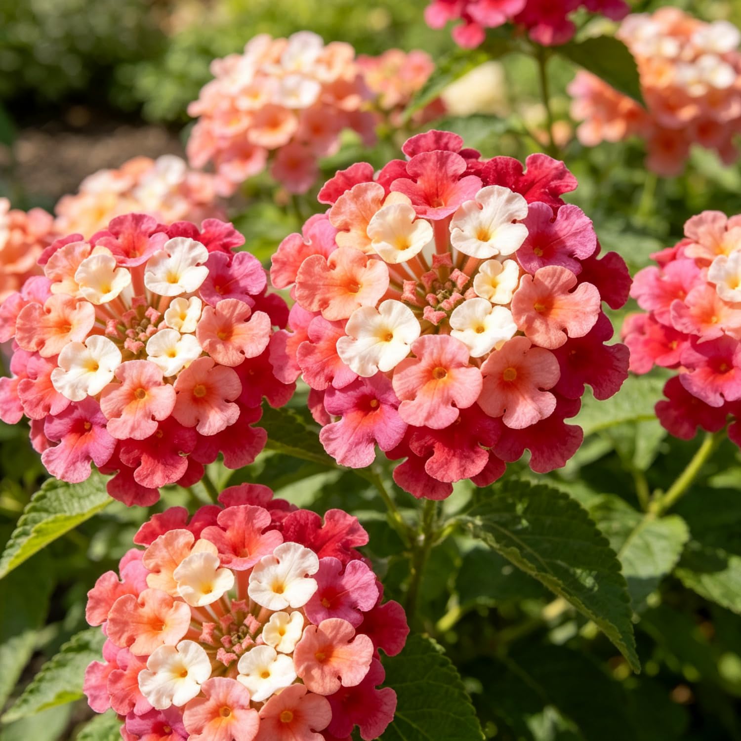 Lantana Camara Seeds-Hardy Perennial, Vibrant Floral Display Garden