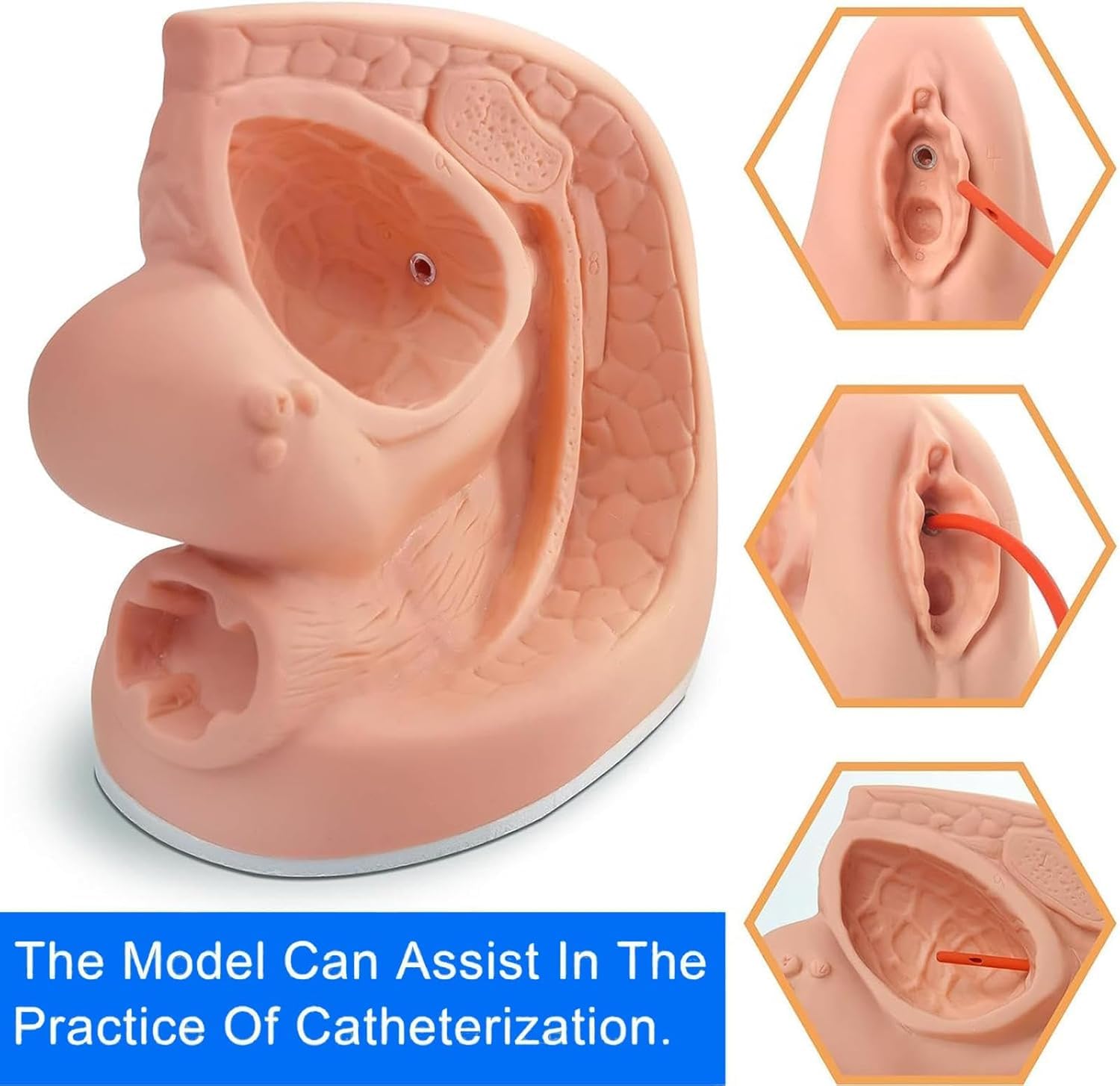 ICEMOB Zestaw do nauki anatomii cewnika męskiego i żeńskiego, model ćwiczeń cewnika, model anatomii wewnętrznych i zewnętrznych narządów płciowych, typ cewnika cewki moczowej