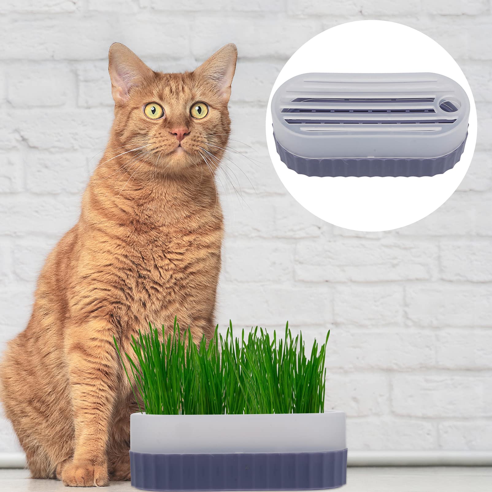 BESTonZON 1 Set Hydroponic Cat Grass Nursery Soilless Planting Tray with Transparent Cover for Easy Cultivation Household Cat Grass Box for Hairball Relief and Healthy Snacking