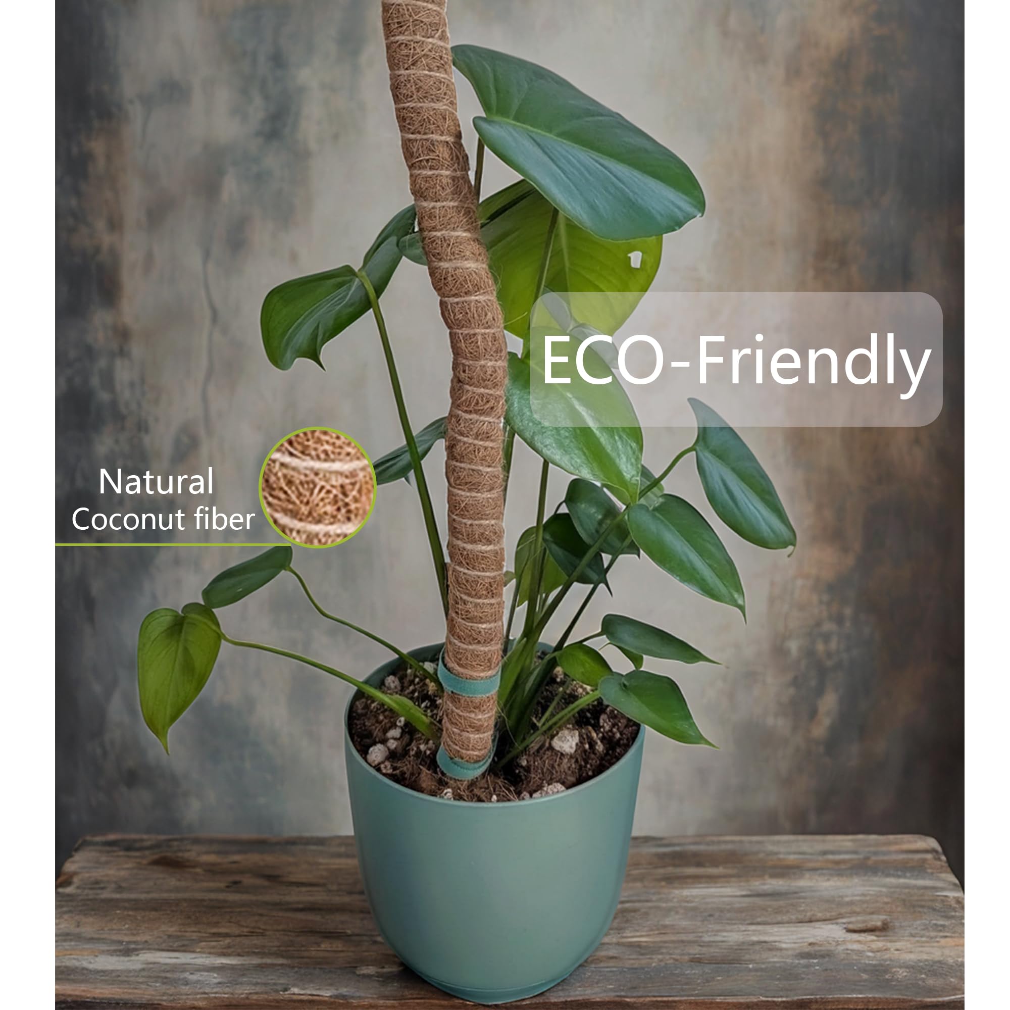 black zz plant buy Raven ZZ Plant – Pike Nursery main image 0