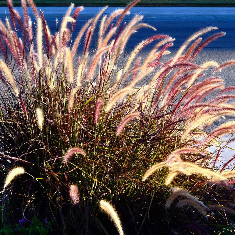2 Red Purple Fountain Grass Plants Live for Planting, Ornamental Grass Perennial Garden Size 5 to 9 Inch Tall