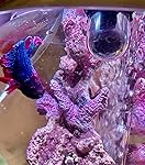 Review Image by Louie King Louie King