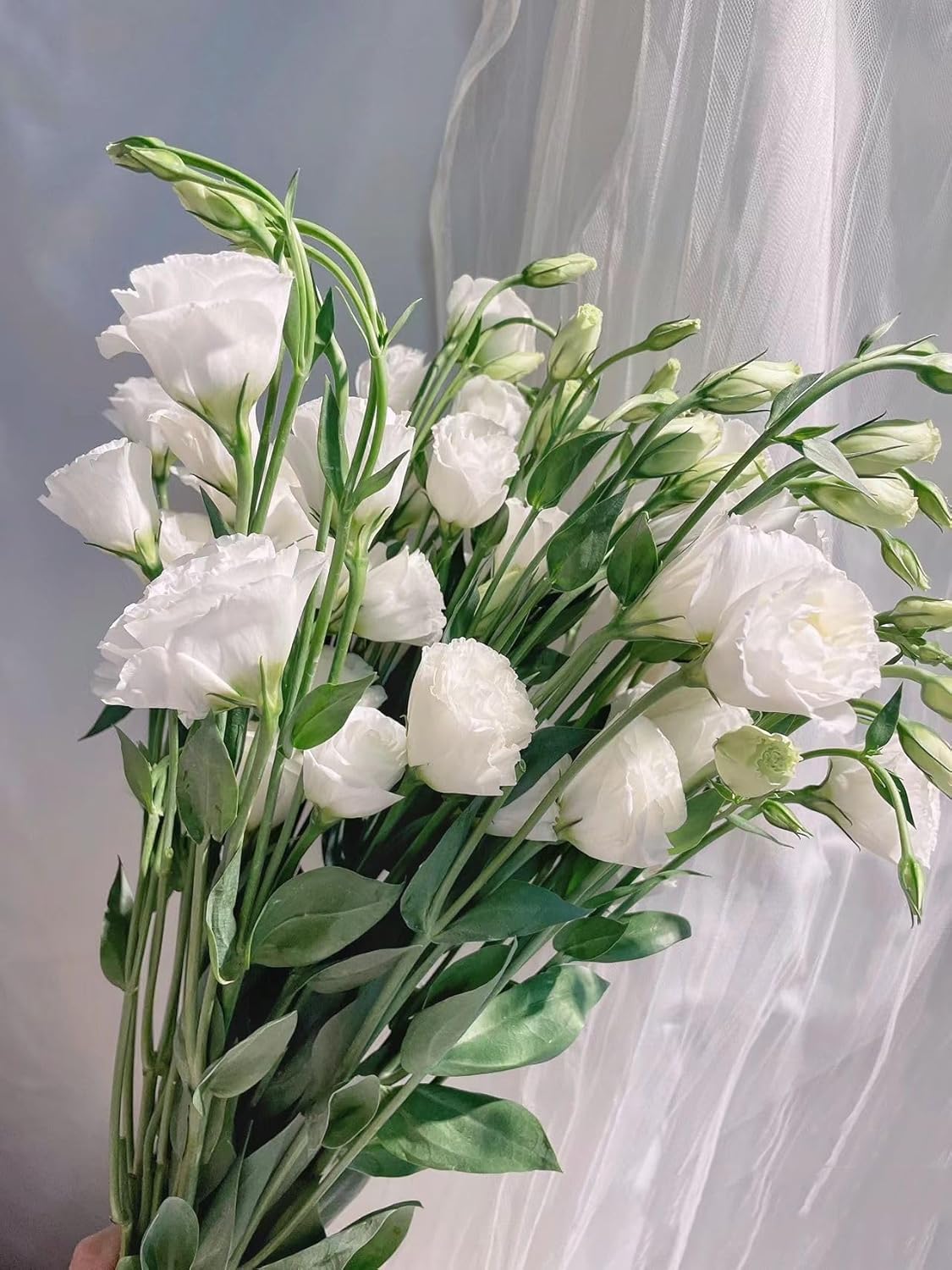 10 Stems Grade A White Lisianthus Fresh Cut Flowers Bouquet for Home Decor, Birthdays Anniversaries Healing Sympathy Friendship and Love