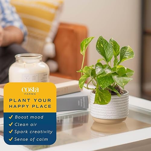Miniatura 5 de Costa Farms  Planta Potos viva para interior de fácil cuidado