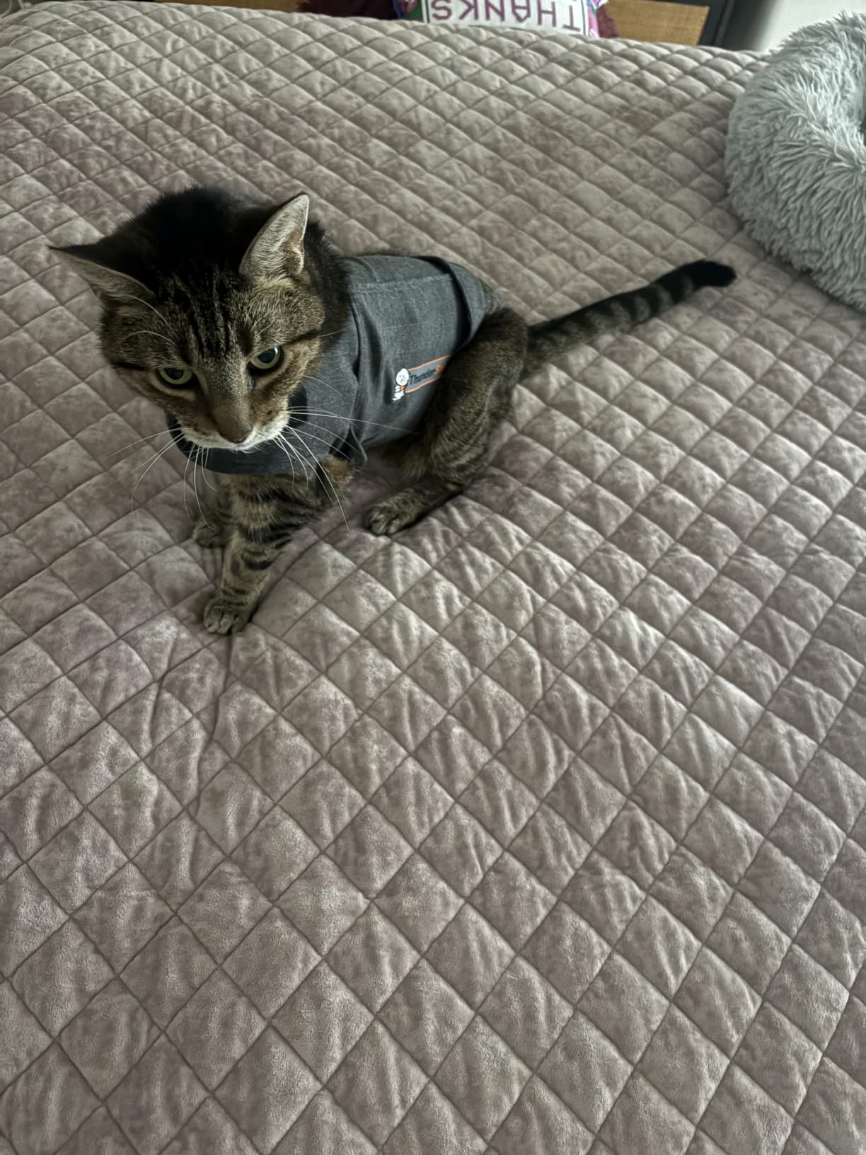 Kitten Cats And Weighted Blankets Rainbow Cat Throw 50