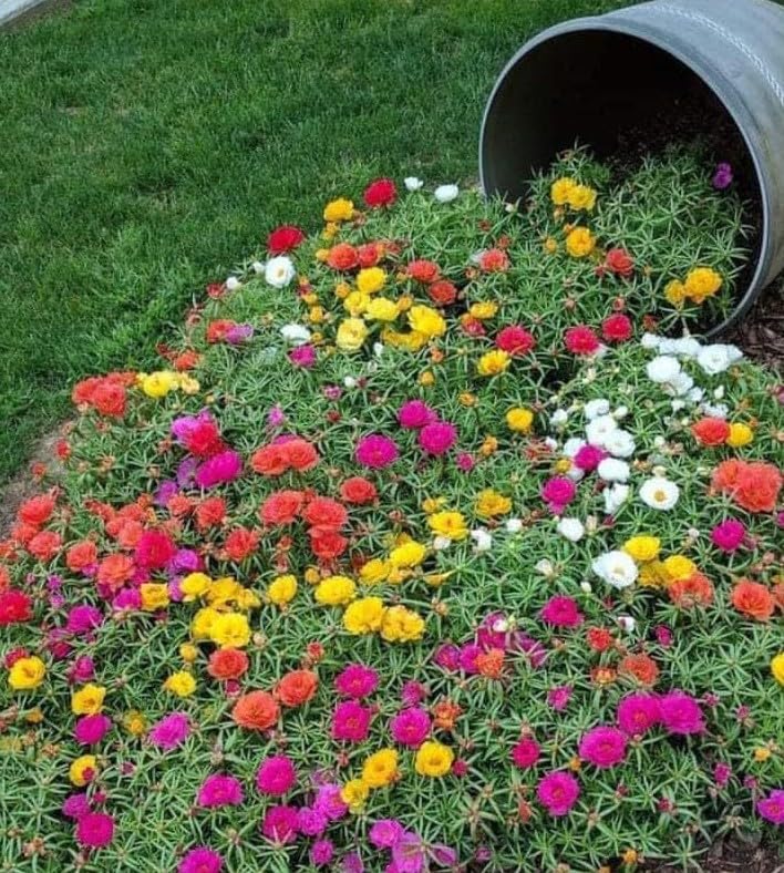 Portulaca, 9 O Clock pink.white,red,yellow,orange multi color flower Plant with pot-image-49