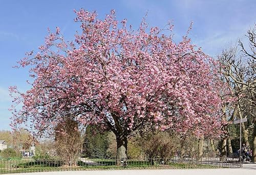 Froze Kwanzan Japanese Flowering Cherry Tree - 8-14Inch Tall - Live Potted Plant - 2.5Inch Pot - Prunus 'Kanzan' - *No Shipping To Ca* #TOP7
