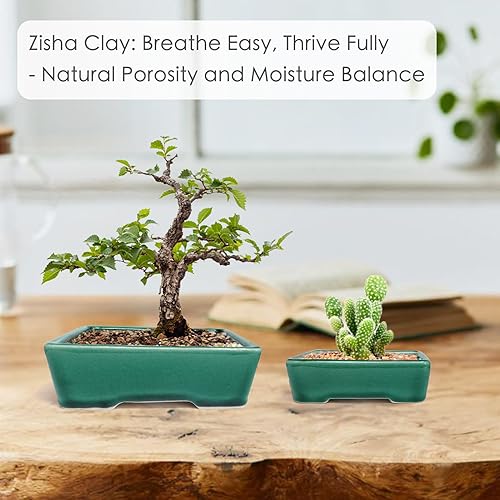 Miniatura 7 de Zisha - Juego de 2 macetas de arcilla blanca para bonsái esmaltadas poco profundas, color verde