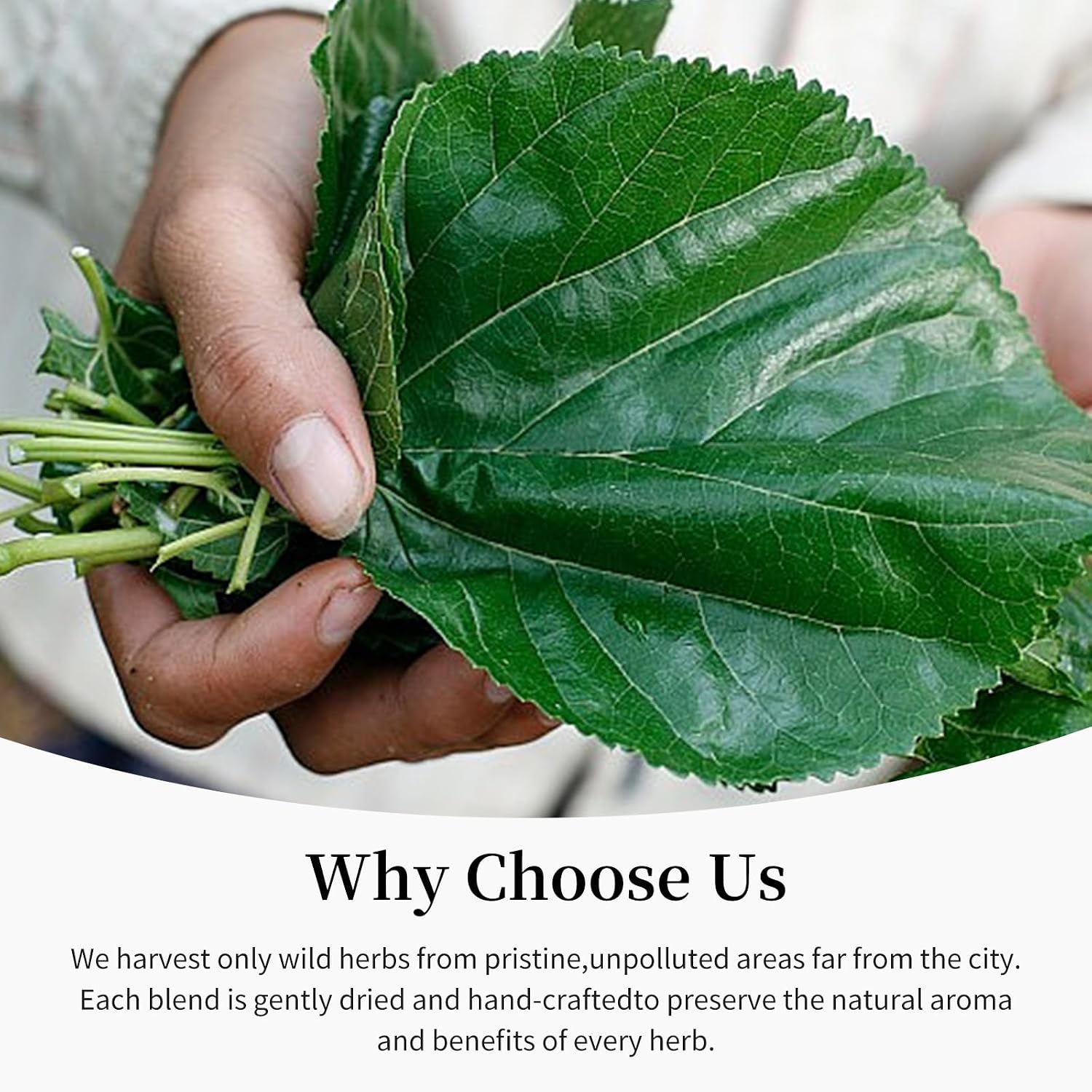 Baihuatang Natural Dried Mulberry Leaf 200g/7.05oz Premium Mulberry Leaves (桑叶茶), Sun-Dried, Sugar-Free, Caffeine-Free, No Additive