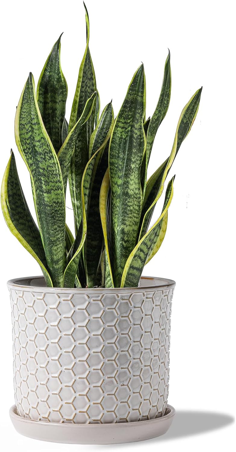 8 Inch Plant Pot: Ceramic Planter with Drainage Hole & Saucer - Flowerpot for Indoor & Outdoor Plants with Separate Tray for Home & Office - Honeycomb Design, Cream White Honeycomb Embossed 8 inch