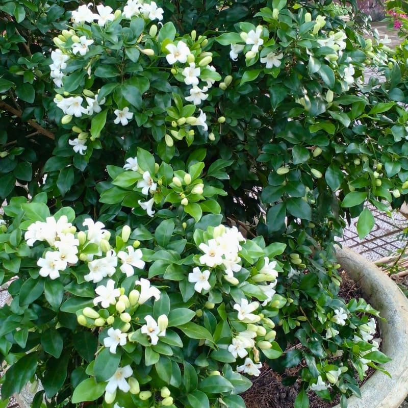 Orange Jasmine Plant Live | Jasmine Tree Live Plant in 3 Gallon Pot, 30–36 Inch Tall | Easy to Grow Flowering Jasmine for Outdoor Gardens, Hedges & Landscape Use | No Ship to CA,HI,AK