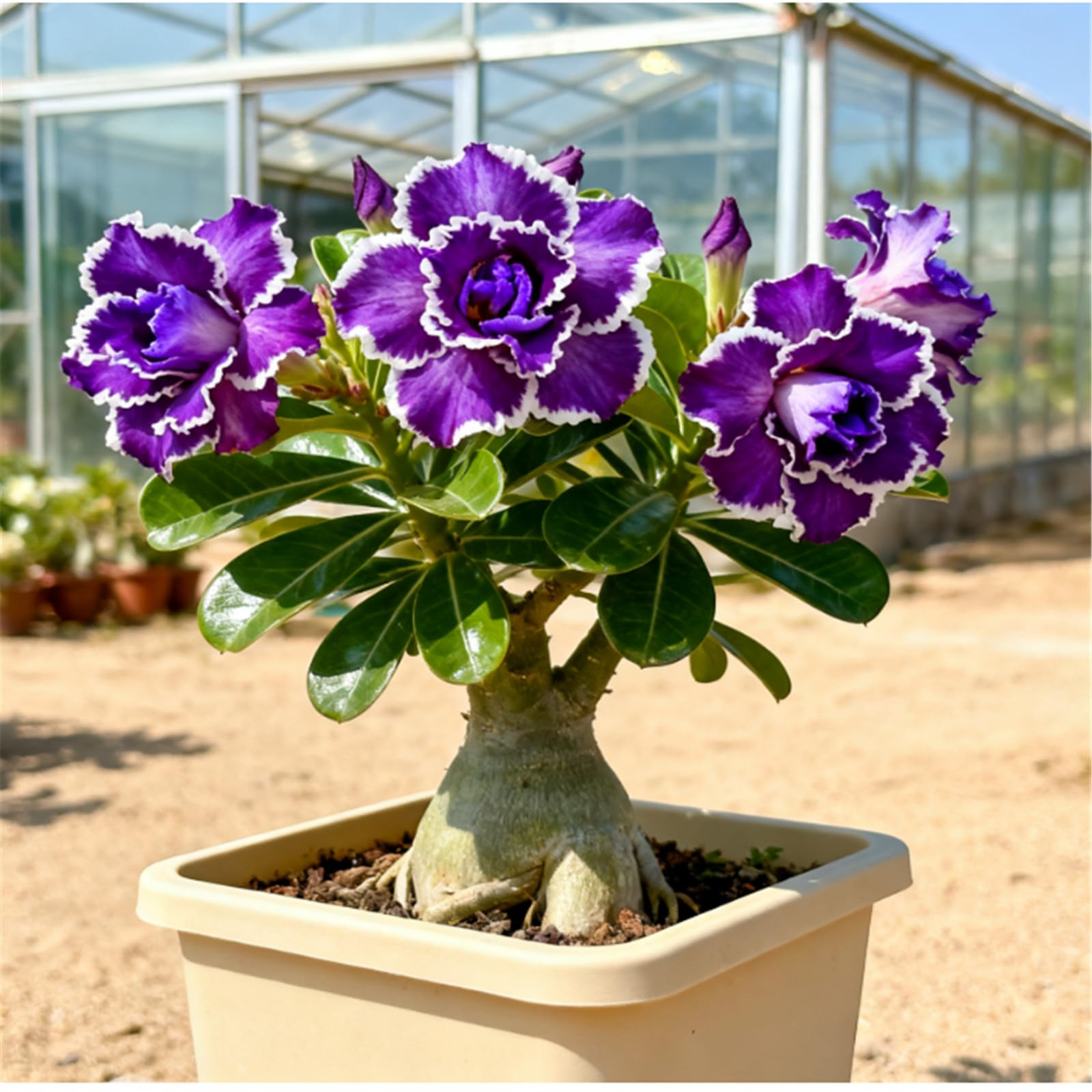 Drought-Tolerant Desert Rose Plants/Desert Rose Tubers/Cold-Hardy Perennials/Flowers Year-Round/Professional Planting for Stunning Garden Displays-1 Bulbs-B