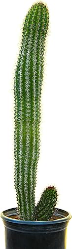 Miniatura 4 de Cactus Outlet - Plantas de cactus vivas, plantas vivas para uso en interiores y exteriores, cactus vivos, tubo de órganos de 12 a 18 pulgadas,