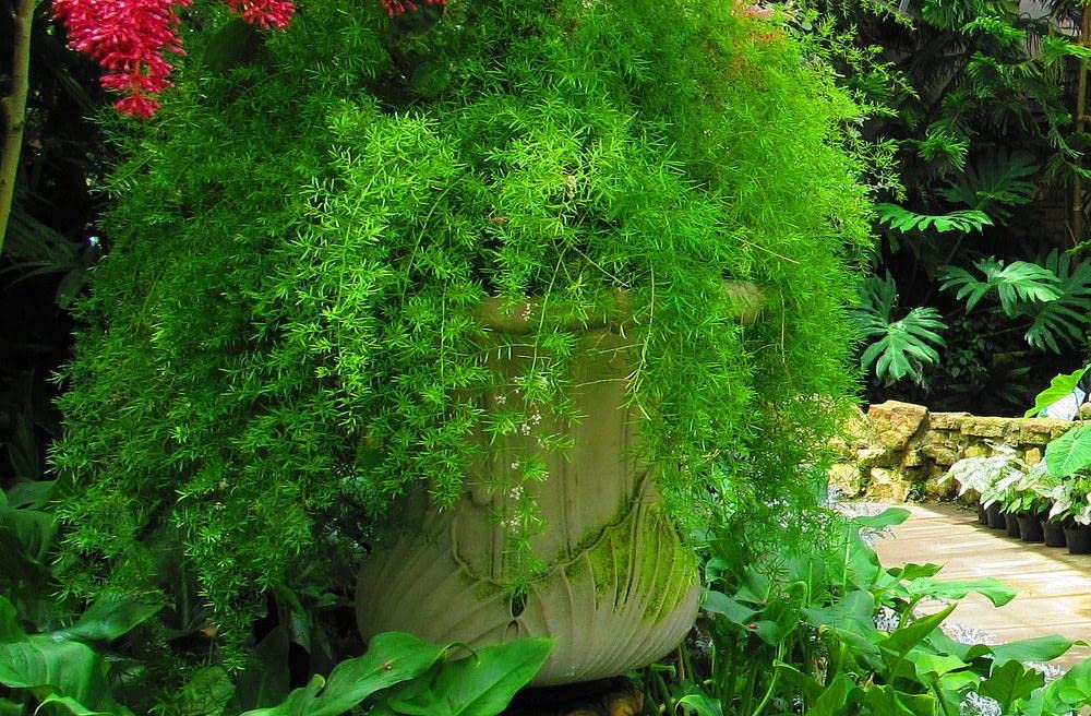 Springery Green Paradise asparagus sprengeri Live Plant With Pot : Amazon.in ...