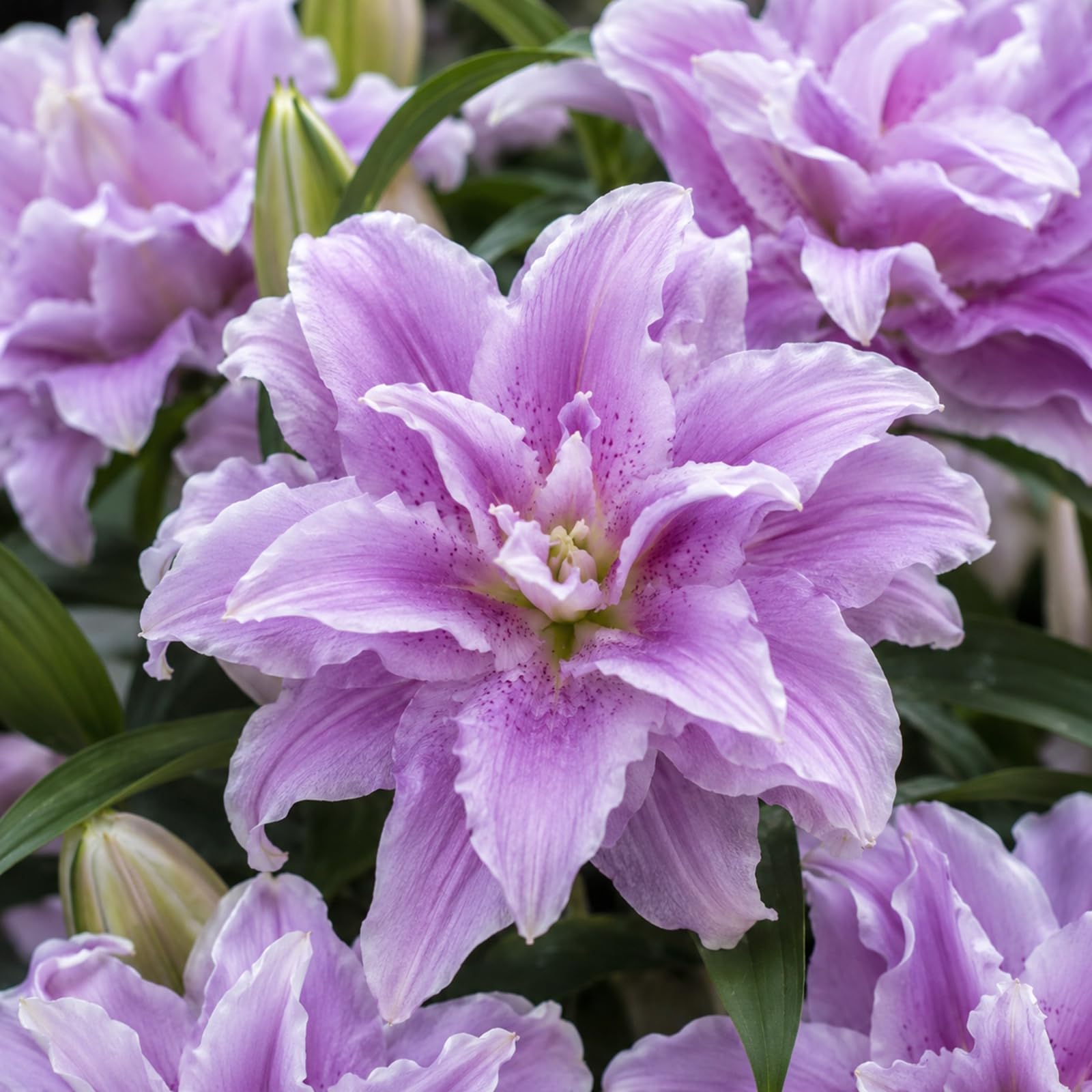 Lily Bulbs for Planting Now,Plant Bulbs,Garden Flowers,Wedding Flowers,Hardy Perennial-B-2 Bulbs-E