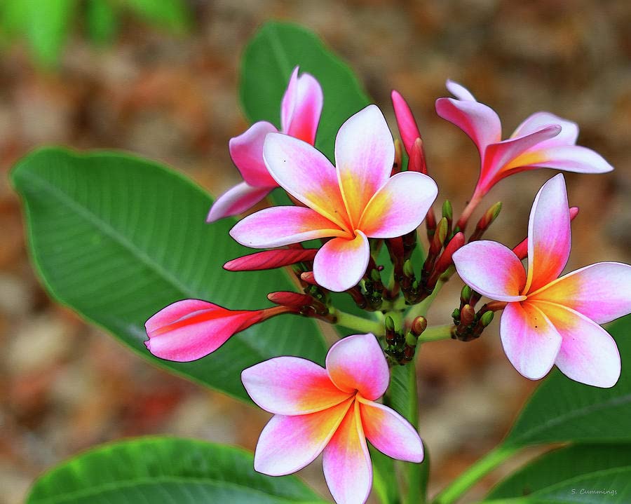 Green horizon Pink Plumeria/champak/champa/chapa flower plant (B0BNJDYVB3) Amazon Price History, Amazon Price Tracker