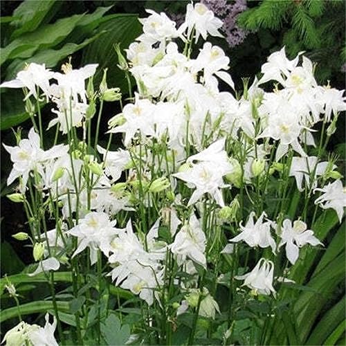 Miniatura 2 de Beautiful Garden Flower Seeds 200+ Aquilegia caerulea - Columbine Seeds - Crystal Star