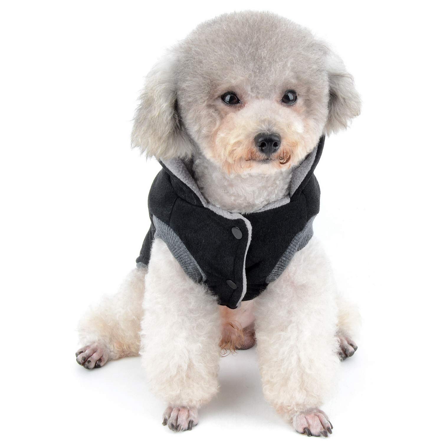 Beste winterjassen voor kleine honden Beste winterjassen voor kleine honden