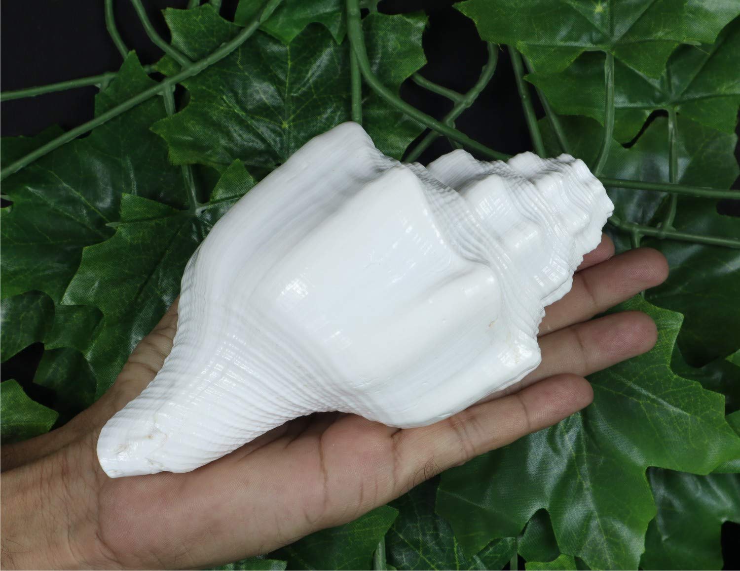 ASHIRWAD Blowing Shankh Vamavarti Dattatreya - Conch Shell - Puja Ritual - Shankhnaad (Shankh-07)