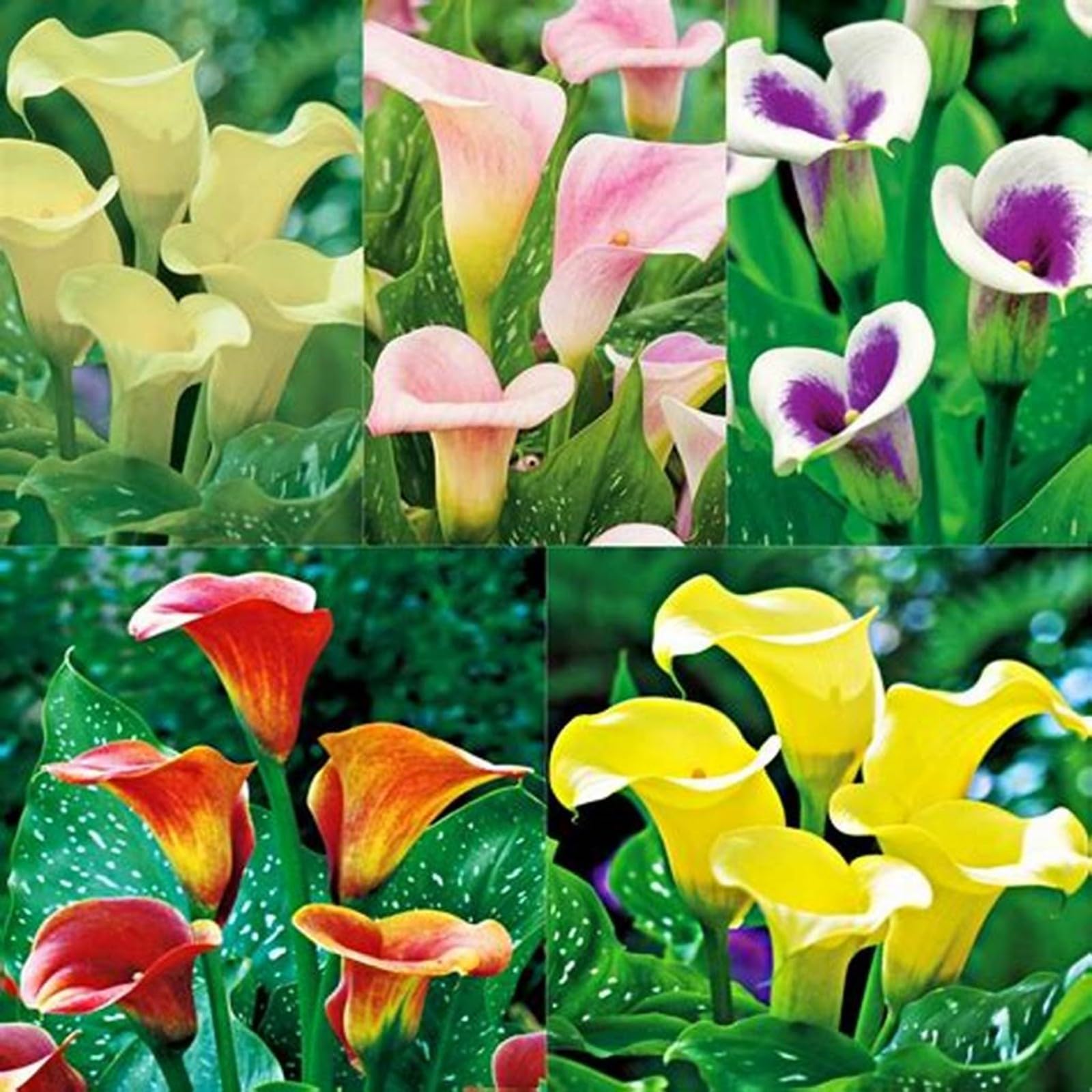 Calla Lily Bulbs for Planting Now UK Ornamental Perennial Excellent Display Plant Bulbs Greening Flower Good for Containers/Natural Organic Easy Plant-4bulbs-F