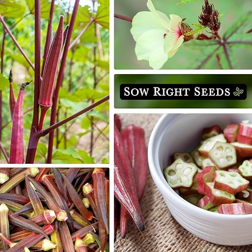 Miniatura 4 de Sow Right Seeds - Semilla de Okra Borgoña para plantar - Paquete de reliquia sin OMG con instrucciones para plantar un huerto casero - Golpeantes