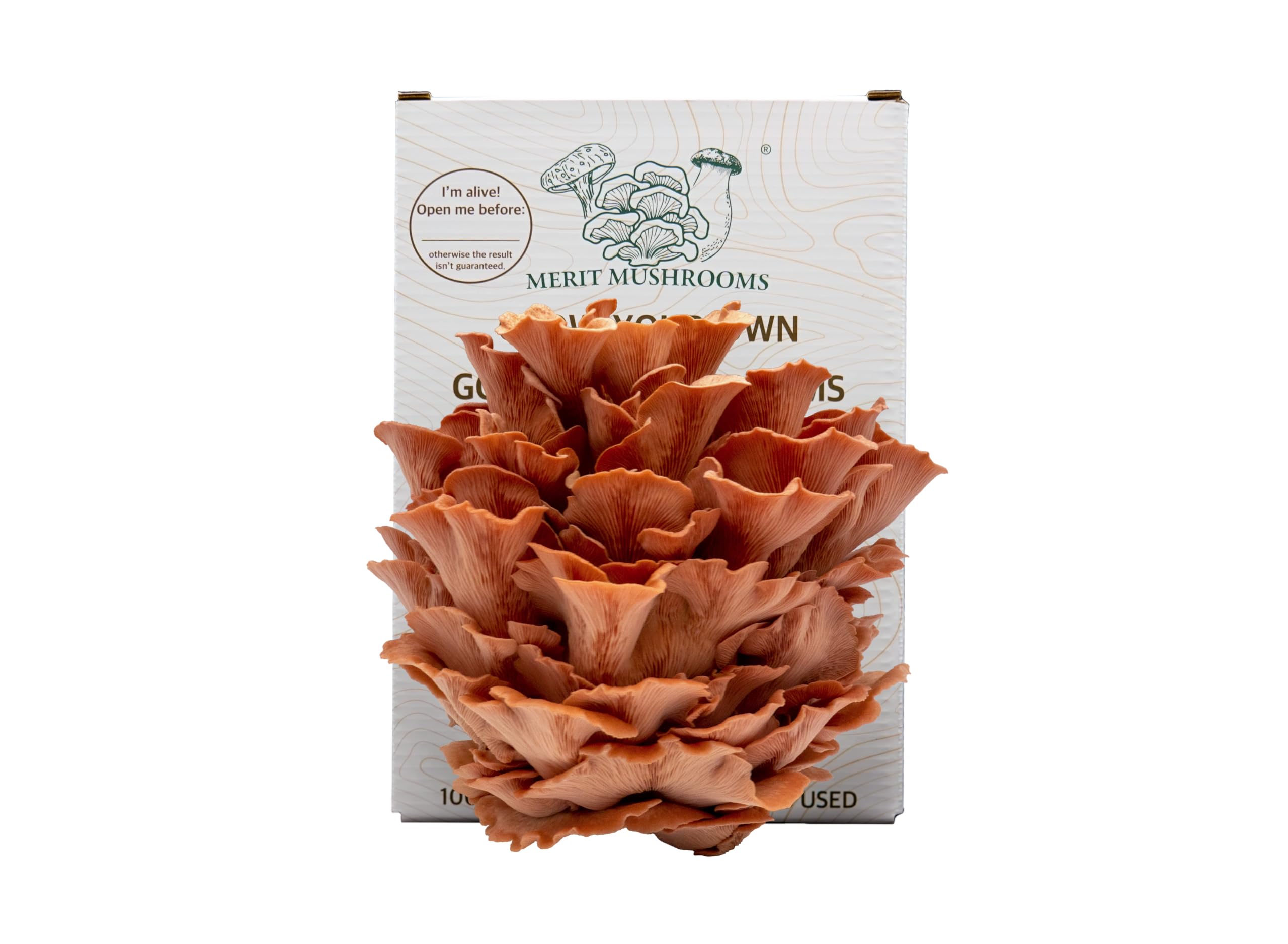 Large Pink Oyster Mushroom Growing Kit | Ready-to-Grow | Cut and Spray | Mushrooms in as Little as 2 Weeks | Grow Your Own Mushrooms