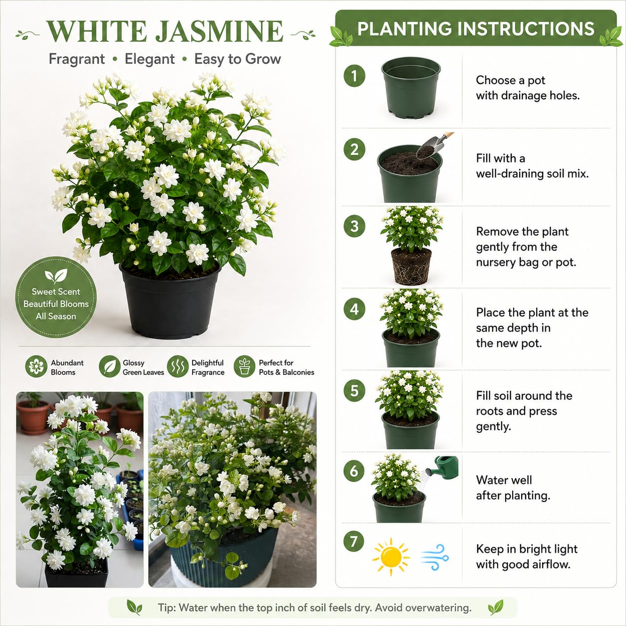 Jasmine Live Plant With 6 Inch Pot | Arabian Jasmine Fragrant