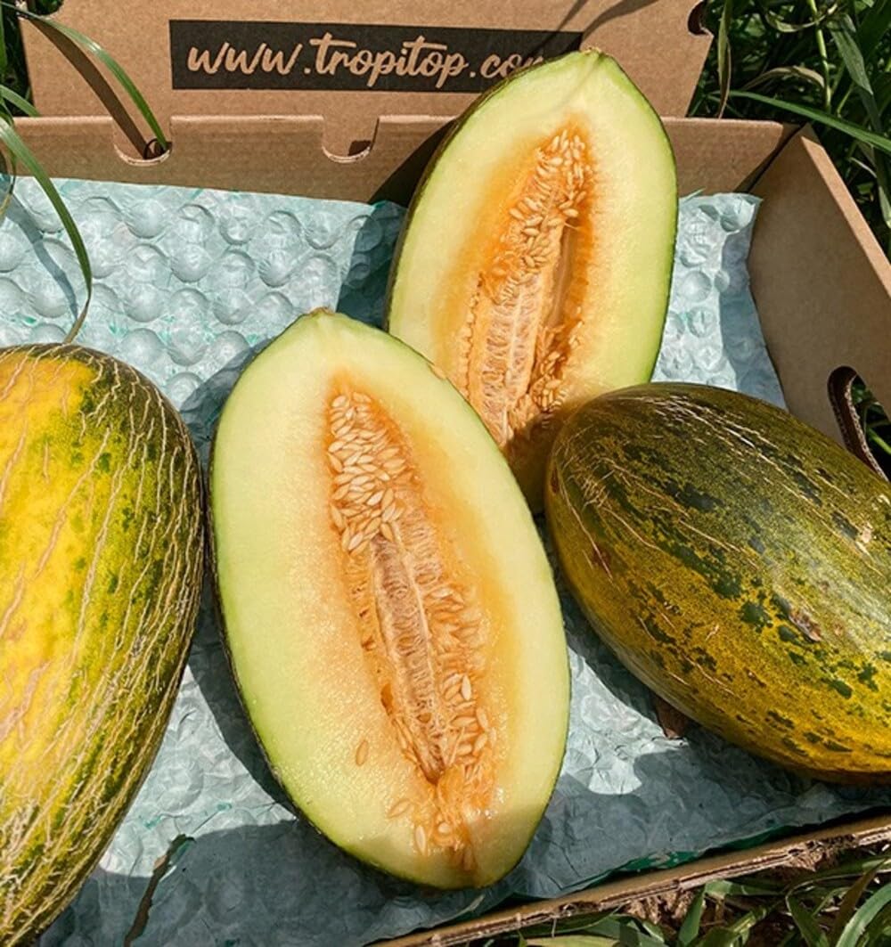 Caja de Melones piel de sapo | 2 o 3 unidades. Aprox 2,70kg cada pieza. Fruta entera, dulce, cultivo sostenible en Castellón (España), directo del agricultor (2 Unidades)