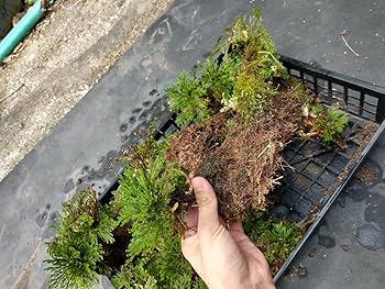 Amazon.co.jp: C 岩松 岩ヒバ イワヒバ 大量株 苔 現状販売 天然