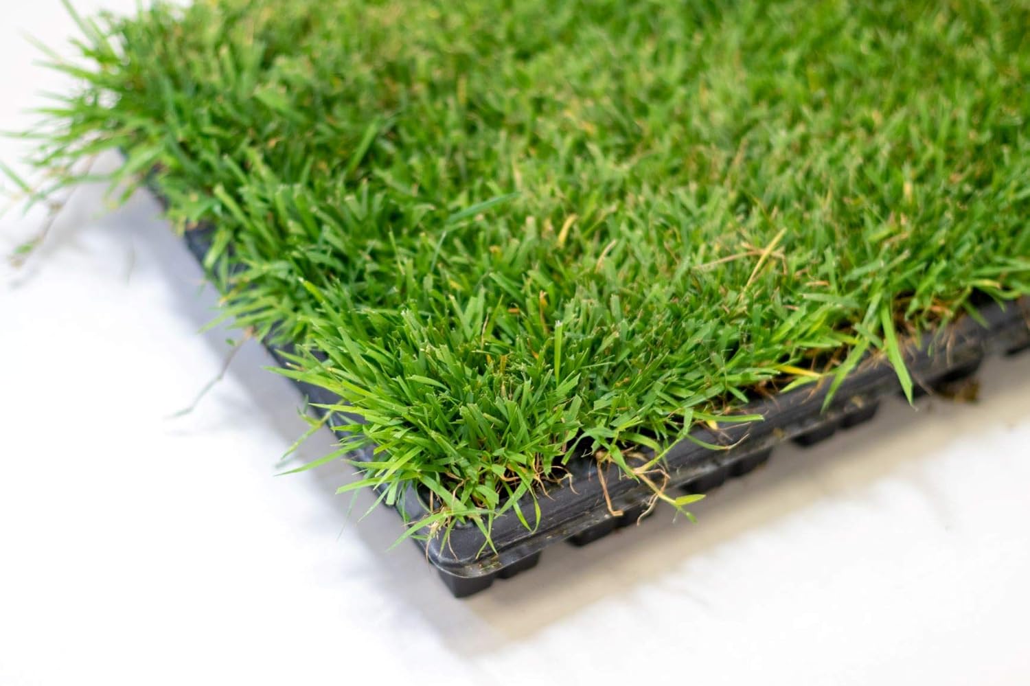 50 Zoysia Grass Plugs & Auger | Beginner's Pack