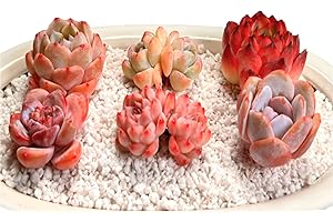 6-Pack Air-Purifying Succulent Plants: Enhance Your Home with Natural Beauty