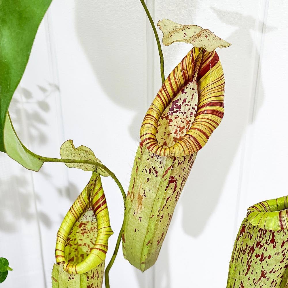 ネペンテス・ダイデリアナ hanaikushop_ki-nepenthes-001