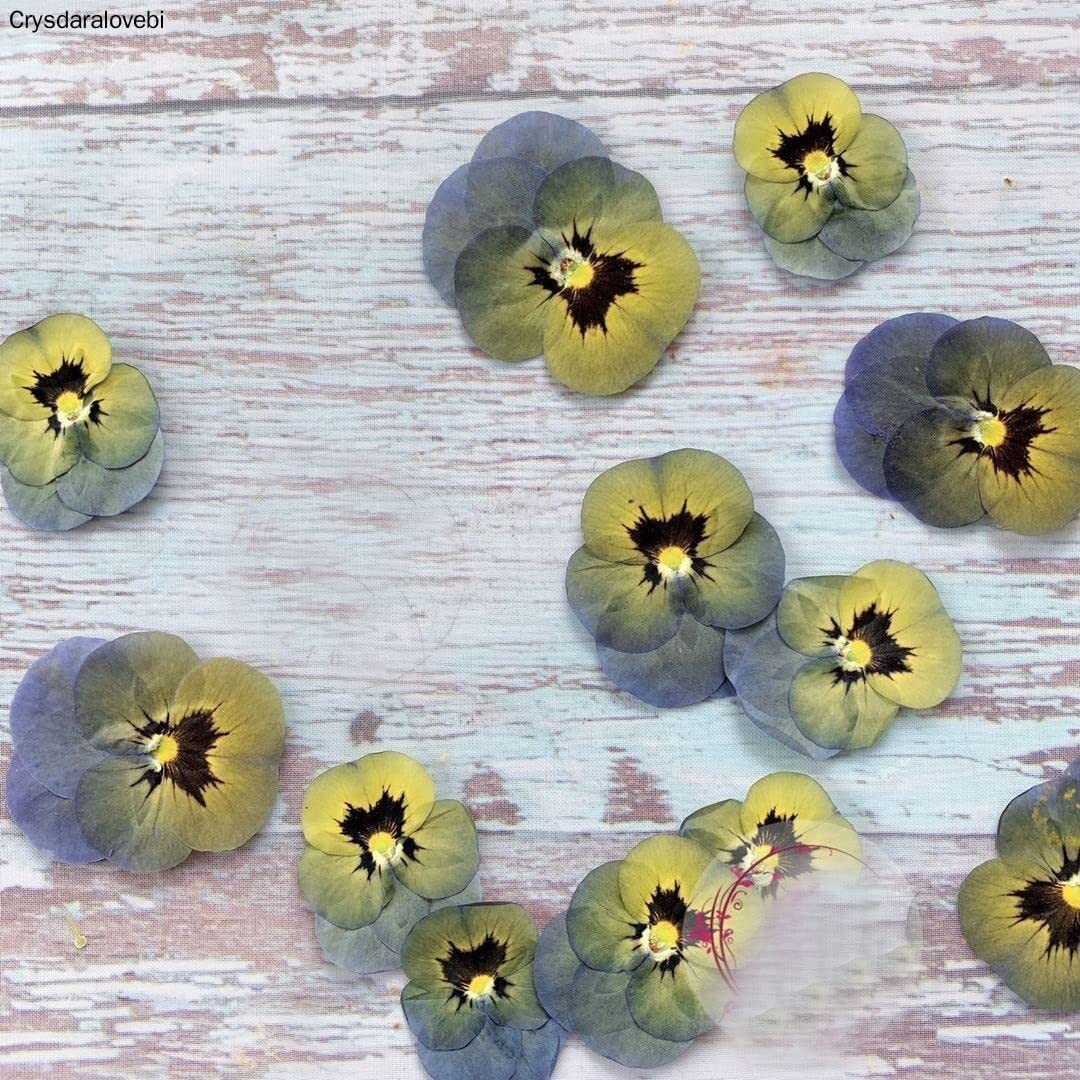 Natürliche Getrocknete Blumen Pflanzen DIY Schmuck Handwerk Hauptdekorationen,120 stücke Gepresste Getrocknete Viola Tricolor L. Blume Pflanzen Herbarium für Postkarte Lesezeichen Telefon Fall Machen