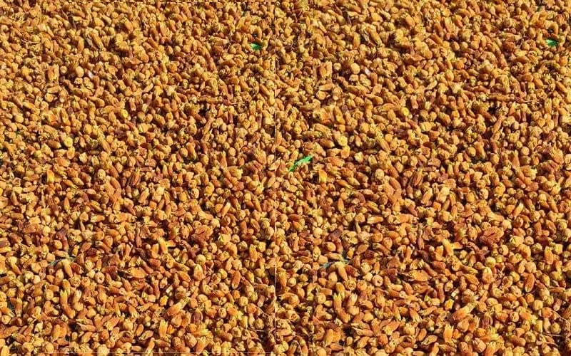 AYURVED HERBAL CARE Herbs and spice Phool Mahua - Mahuya Flower - Madhuca Indica (100 Grams)