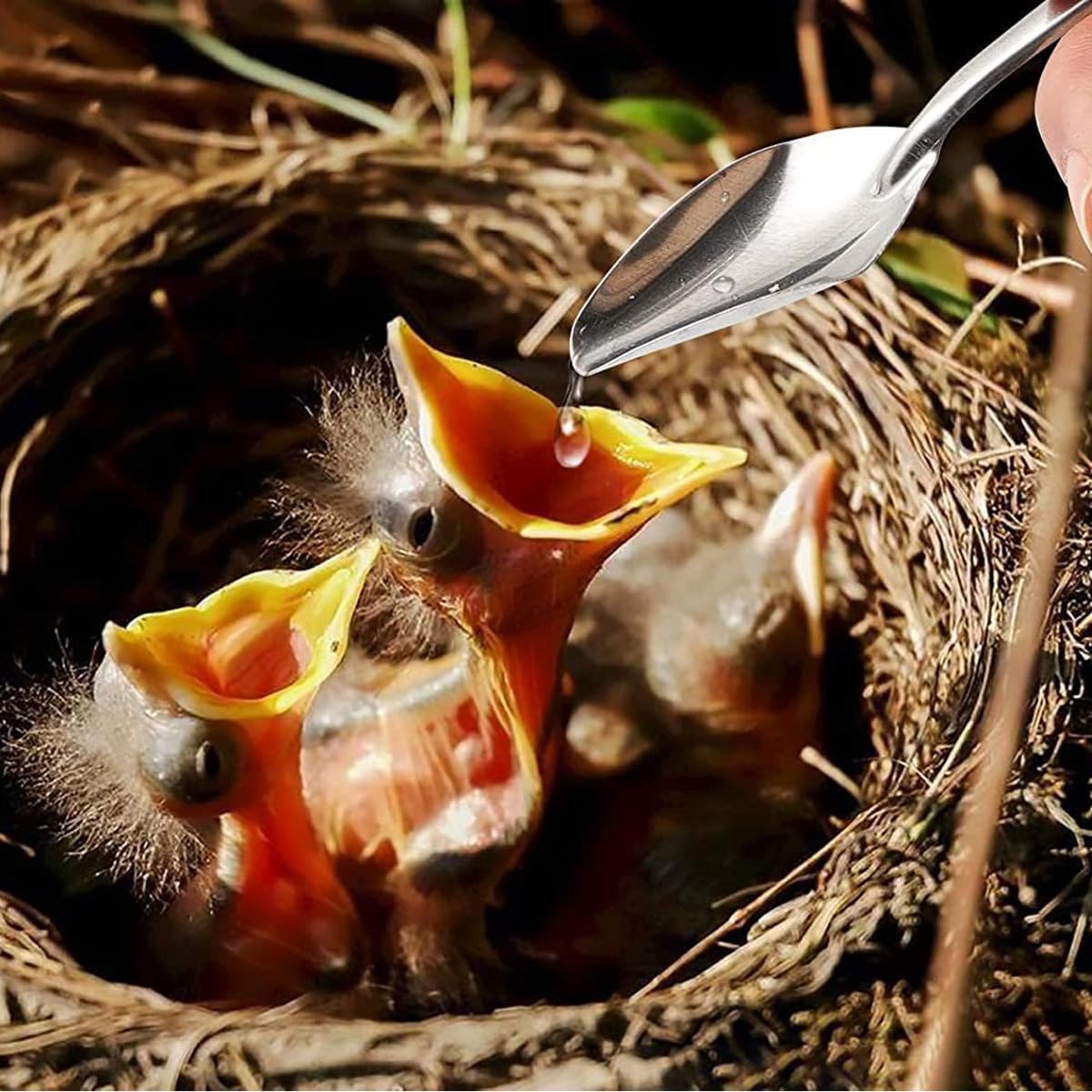 Juego De Jeringas De 20 Ml Con 6 Tubos De Recolección Y 2 Cucharas. Jeringas De Alimentación Para Cría Manual De Aves, Cacatúas, Periquitos Y Loros.