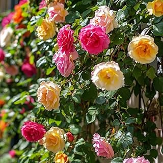 Pack 2 Mix Climbing Rose Live Plants Bushes Fragrant Well Rooted - No Le...