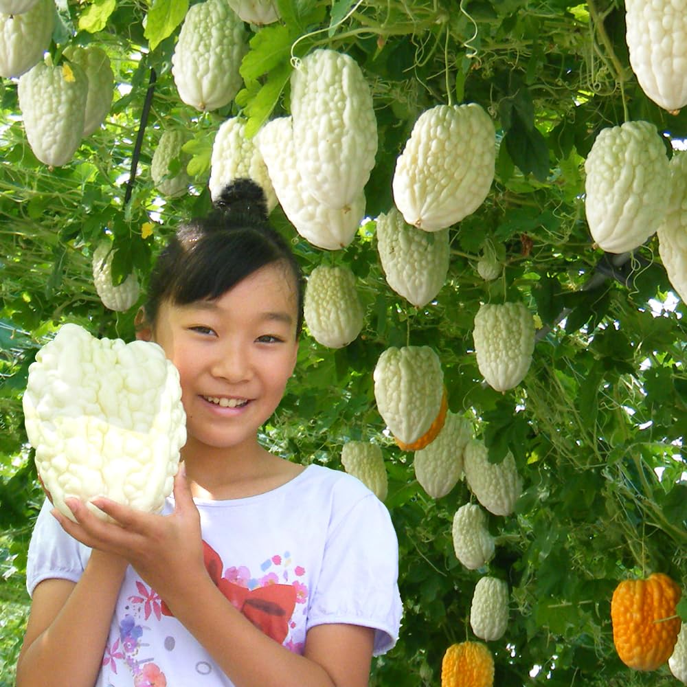 Amazon.co.jp: 実生野菜苗 ゴーヤ アップルゴーヤR(農林水産省登録品種