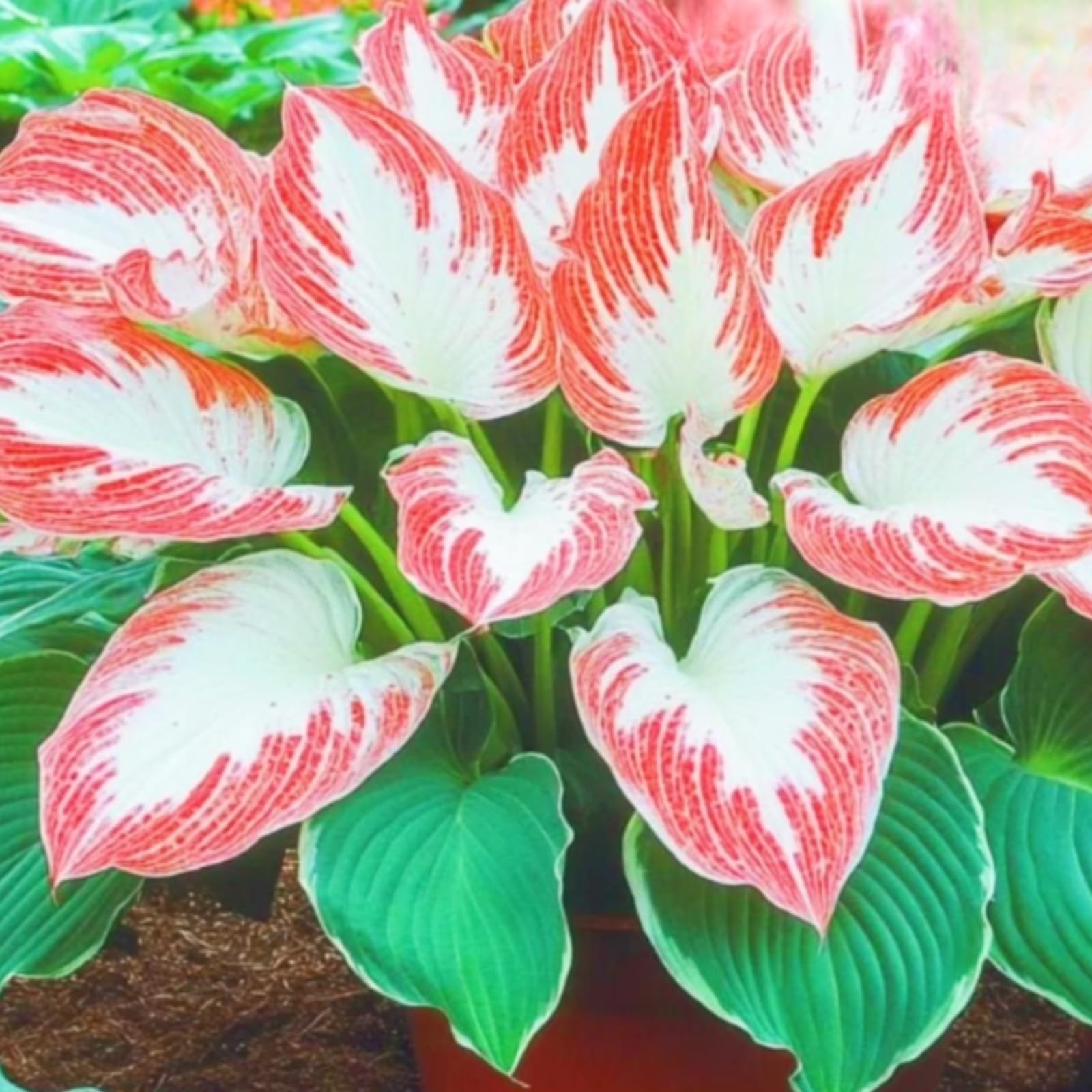 Exquisita Rizoma Hosta/adecuada para plantar al aire libre,Iridescent,Rápido crecimiento,Resistente/Butterfly Fowers Rainbow Hosta,Apto para principiantes.-15Rizoma-B