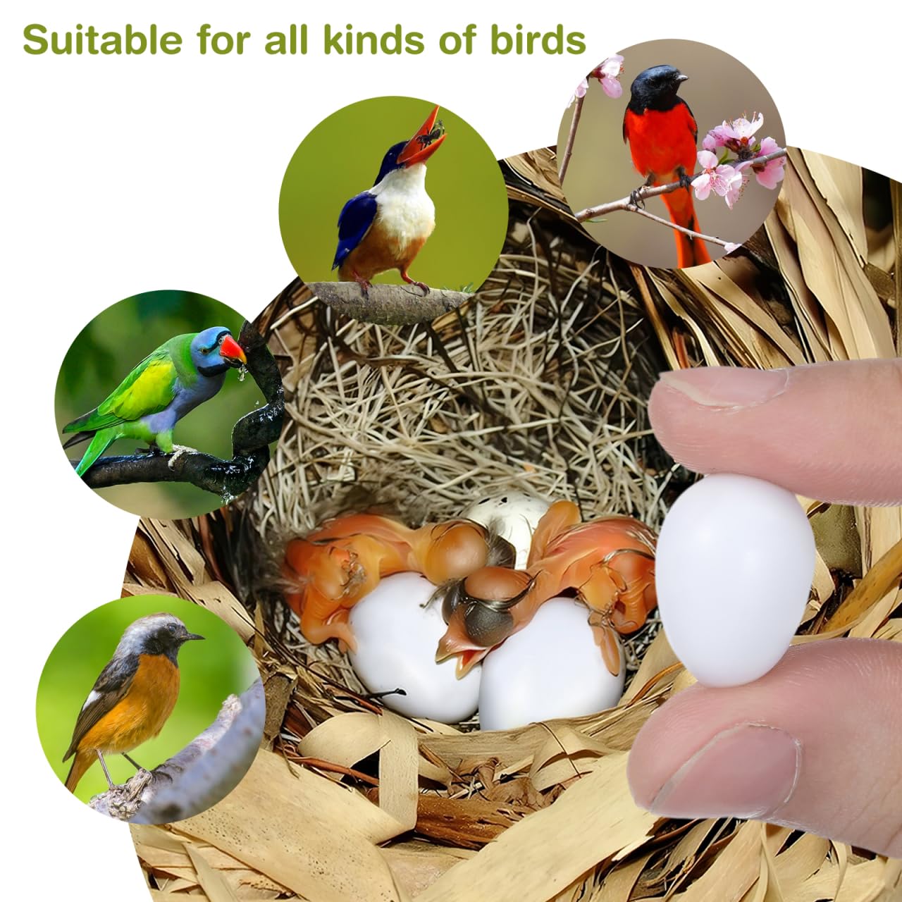 balacoo Lot de 10 œufs de pigeon, simulation d'œufs en plastique solide pour l'éclosion des pigeons, outil agricole pour l'élevage et l'entraînement des calopsittes et des pigeons de course