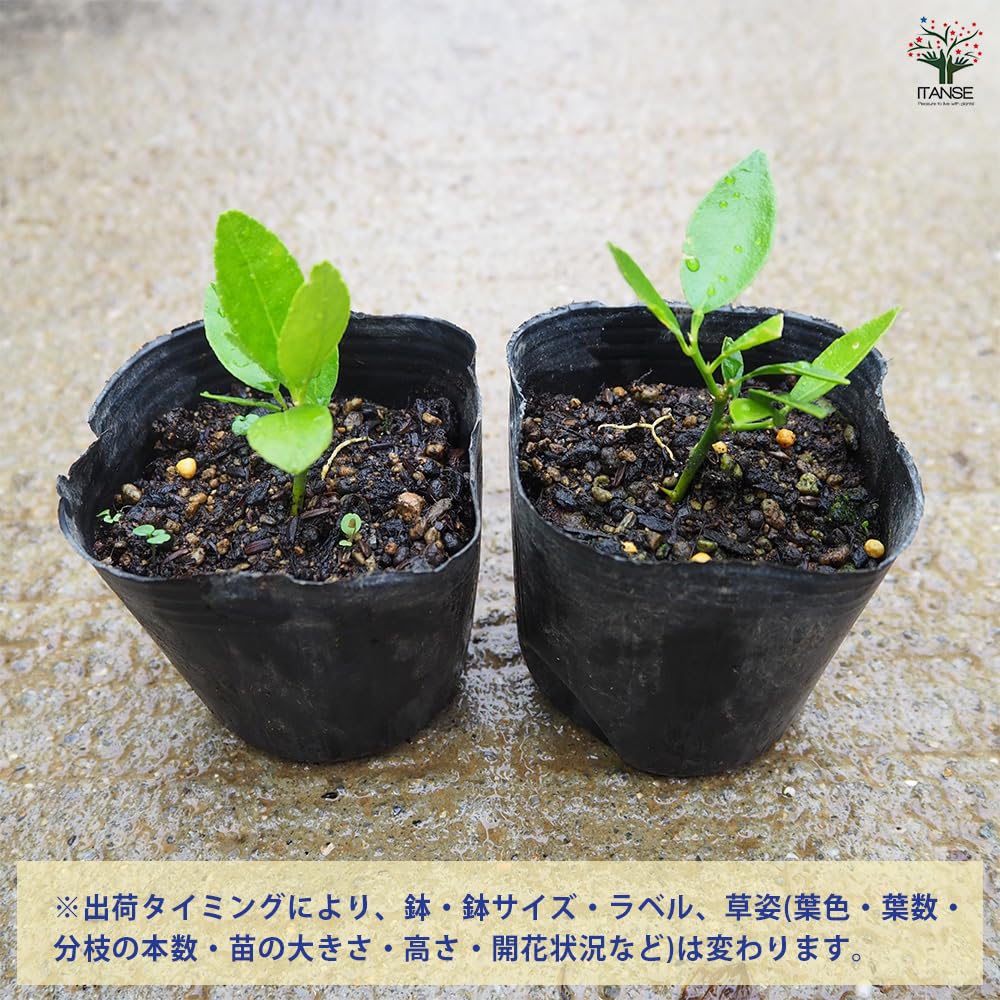 Amazon.co.jp: ITANSE 大実タヒチライム(ライムの中では実が