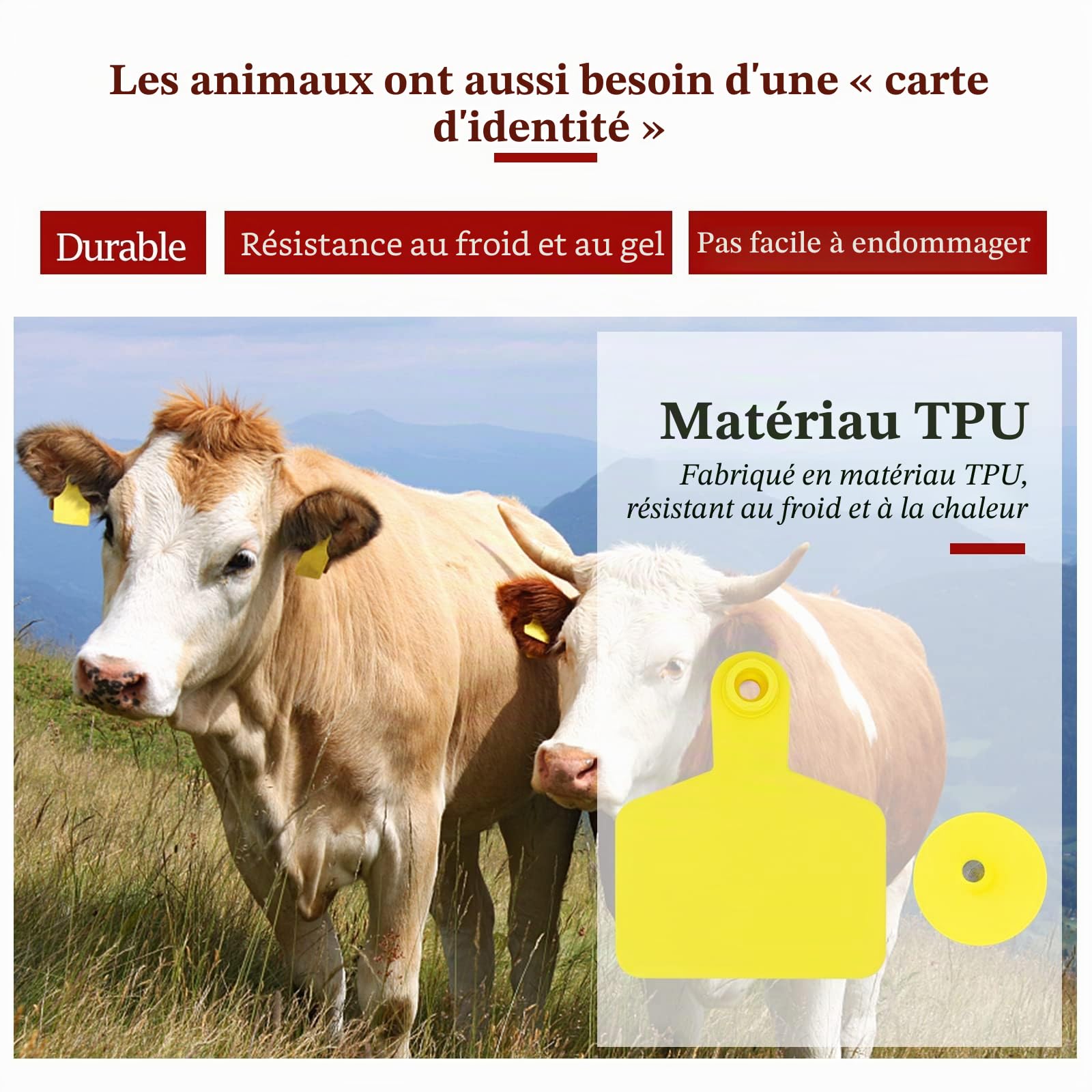 Lot de 100 étiquettes d'oreilles vierges pour bétail - Jaunes - 7,9 cm x 6,1 cm - Étiquettes d'identification numérotées en TPU pour animaux et élevage