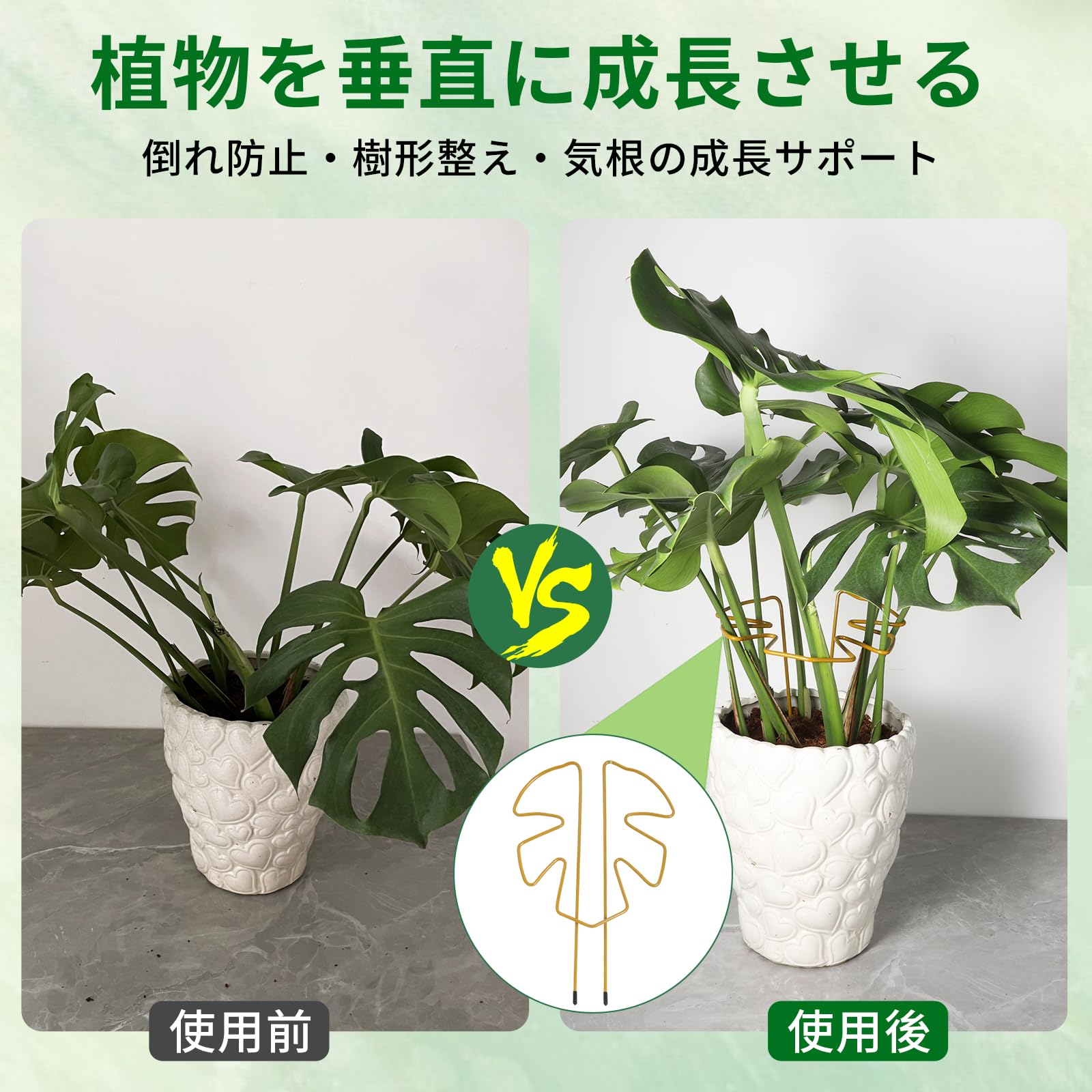 モンステラ2本立ち モンステラ2本立ち