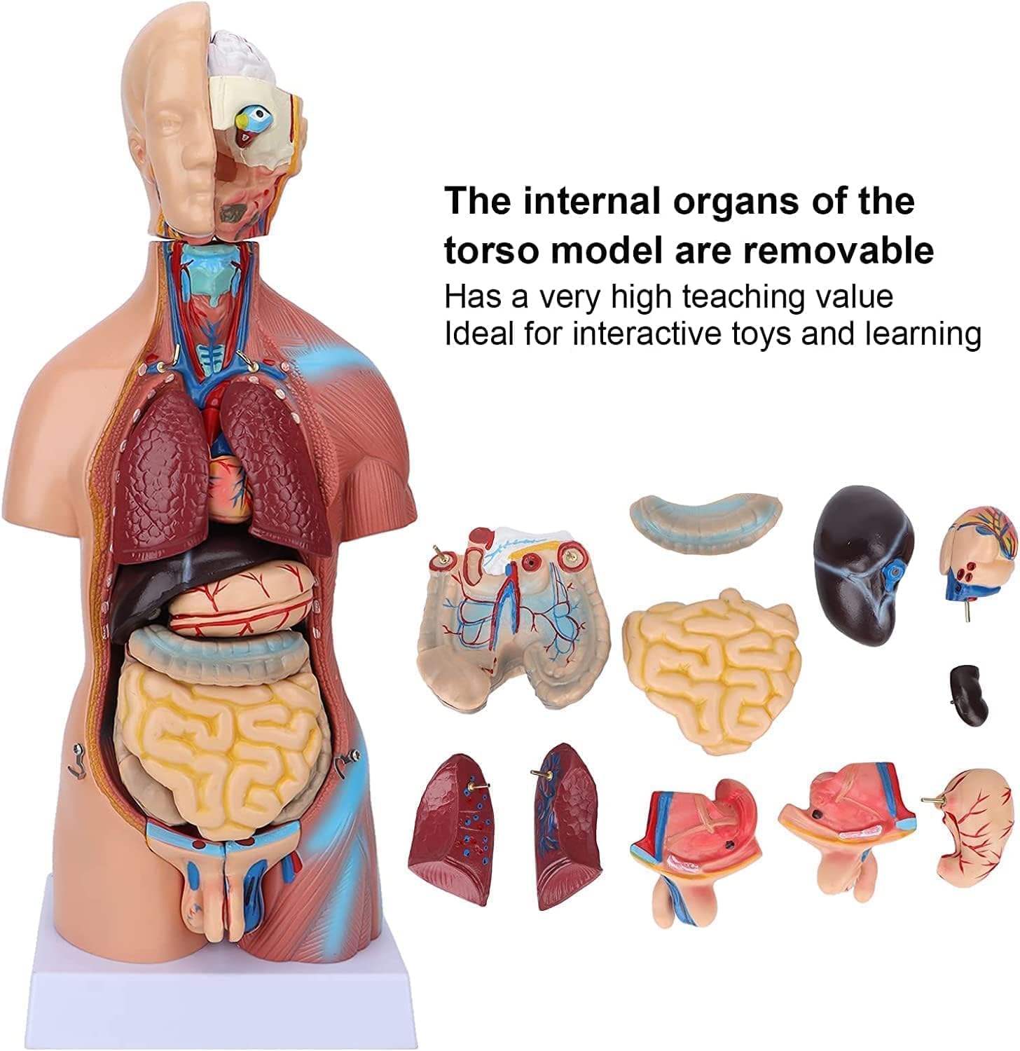 Modelo de torso humano con órganos extraíbles, modelo anatómico corporal de 23 piezas para enseñar educación