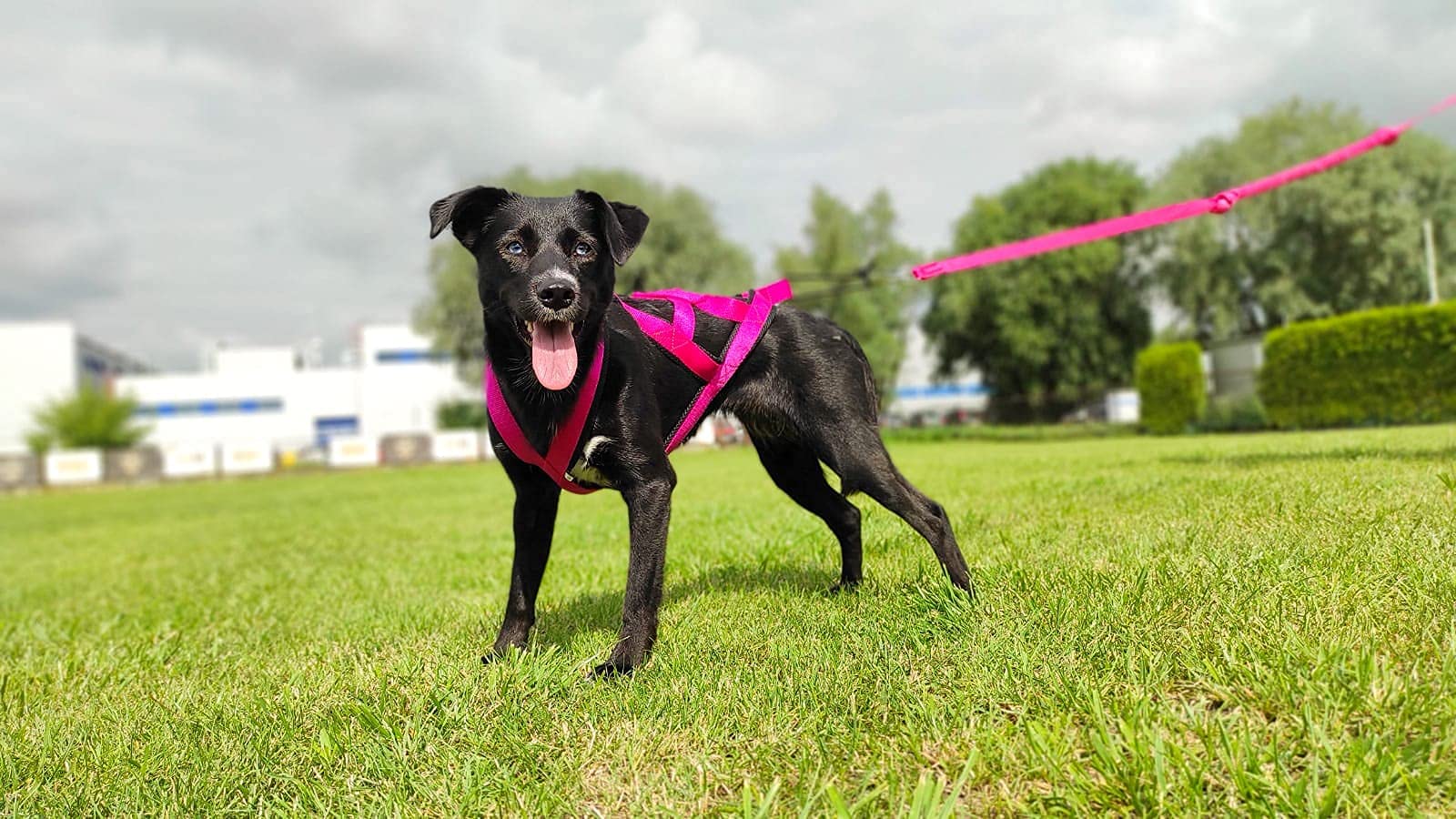 Dingo 15061 - Arnés Pechera para Perros SLED, Correas Perros, Tamaño XXL, Color Rosa, Arnés para Bicicleta y Esquí