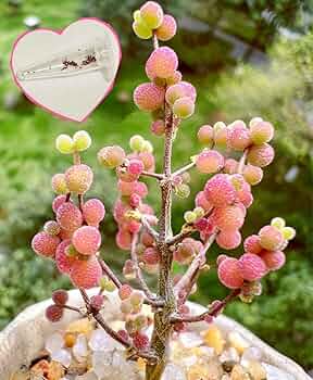 でーさんさま専用　メセン種子 メセンいろいろ | サボテン、多肉植物栽培日記